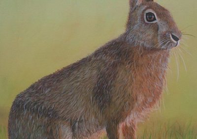 Bunney The Hare